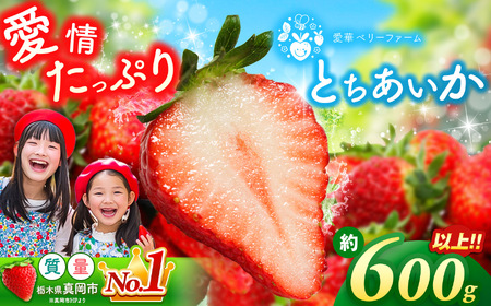 y4z̈ Ƃ 300ȏ2pbNipbNjb2026N s\ 4   C`S Xgx[ strawberry I  Yi   | 