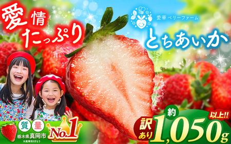 [1月発送]いちご王国の愛され苺 とちあいか 訳あり 1050g