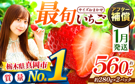 [1月発送]大人気! 最旬とちあいか 約560g 2パック いちご