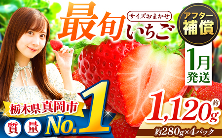 [1月発送]大人気! 最旬とちあいか 約1120g 4パック いちご