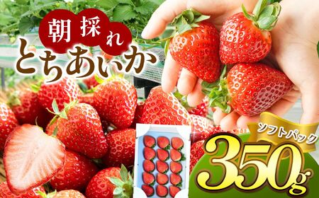 y2026Ns\zy\tgpbNẑꂢ Ƃ 350