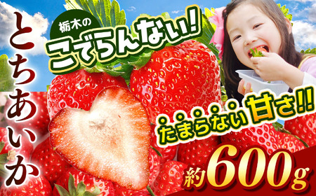 [2027年4〜5月発送]先行予約 栃木のこでらんないイチゴ(とちあいか) 約300g×2