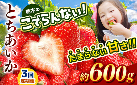 [定期便3回]先行予約 栃木のこでらんないイチゴ(とちあいか) 約300g×2
