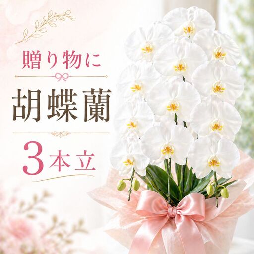 胡蝶蘭（3本立）