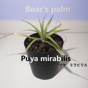プヤ・ミラビリス　Puya mirabilis_栃木県大田原市生産品_Bear‘s palm