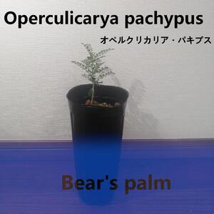オペルクリカリアパキプス Operculicarya pachypus_栃木県大田原市生産品_Bear`s palm