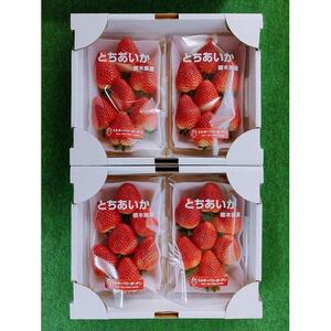 【朝採り・農園直送（3月~5月収穫・冷蔵で発送）】栃木県産とちあいか（大粒290ｇ×2パック）×2箱