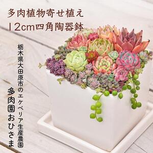 [多肉植物]寄せ植え直径12cm四角陶器鉢