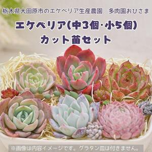 名無しエケベリア(中3個・小5個+セダム他)カット苗セット