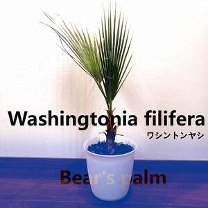 ワシントンヤシ　Washingtonia filifera_栃木県大田原市生産品_Bear‘s palm