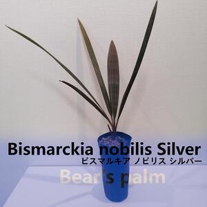 ビスマルキアノビリスシルバー　Bismarckia nobilis Silver_栃木県大田原市生産品_Bear‘s palm