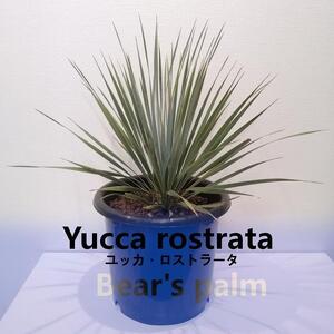 ユッカ・ロストラータ Yucca rostrata_栃木県大田原市生産品_Bear`s palm