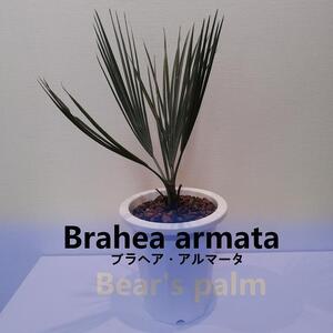 ブラヘア・アルマータ Brahea armata_栃木県大田原市生産品_Bear`s palm