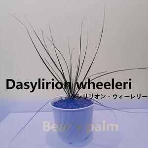 ダシリリオン・ウィーレリ　Dasylirion wheeleri_栃木県大田原市生産品_Bear‘s palm