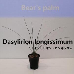 ダシリリオン・ロンギシマム　Dasylirion longissimum_栃木県大田原市生産品_Bear‘s palm