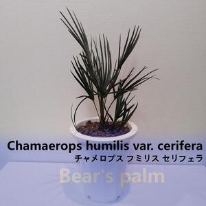 チャメロプス フミリス セリフェラ Chamaerops humilis var. cerifera_栃木県大田原市生産品_Bear`s palm