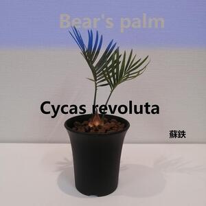 蘇鉄　Cycas revoluta_栃木県大田原市生産品_Bear‘s palm