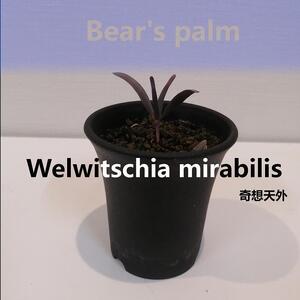 奇想天外 Welwitschia mirabilis_栃木県大田原市生産品_Bear`s palm