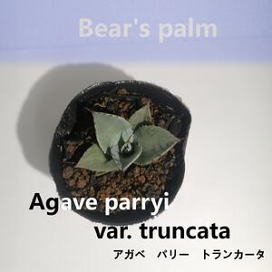 アガベパリートランカータ　Agave parryi var. truncata_栃木県大田原市生産品_Bear‘s palm