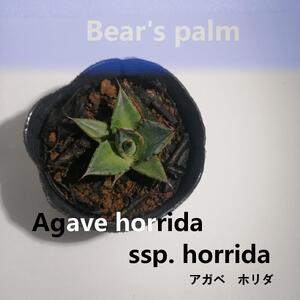 アガベ ホリダ Agave horrida ssp. horrida_栃木県大田原市生産品_Bear`s palm