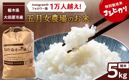 令和7年産 精米 特別栽培米 コシヒカリ「五月女農場のお米」(5kg) 2025年10月〜順次発送 |新米 農家直送 産地直送 産直 栃木県 大田原市 こしひかり