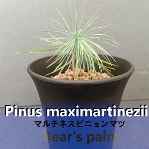 マルチネスピニョンマツ Pinus maximartinezii _栃木県大田原市生産品_Bear`s palm
