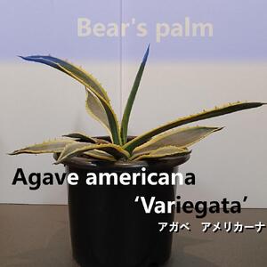 アガベアメリカーナ中株 Agave americana Variegata_栃木県大田原市生産品_Bear`s palm
