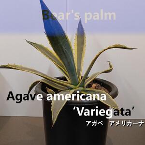アガベアメリカーナ大株 Agave americana Variegata_栃木県大田原市生産品_Bear`s palm