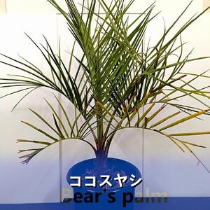 ココスヤシ大株_栃木県大田原市生産品_Bear`s palm