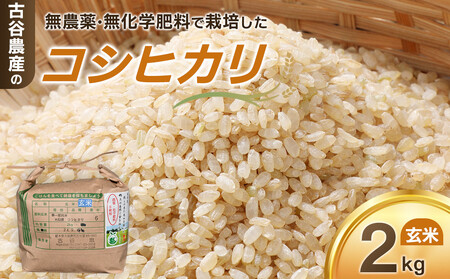 [令和7年産米 数量限定]古谷農産の無農薬・無化学肥料で栽培したコシヒカリ(玄米2キロ) |米 コメ 新米 2kgコシヒカリ こしひかり 農家直送 産地直送 産直