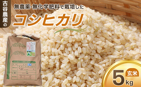 �y�ߘa7�N�Y�� ���ʌ���z�ÒJ�_�Y�̖��_��E�����w�엿�ō͔|�����R�V�q�J���i����5�L���j �b�� �R��  5kg�R�V�q�J�� �����Ђ��� �_�ƒ��� �Y�n���� �Y��