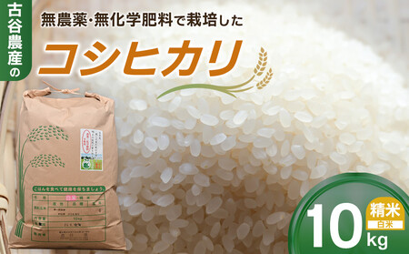 [令和7年産米 数量限定]古谷農産の無農薬・無化学肥料で栽培したコシヒカリ(精米10キロ) |米 コメ 新米 白米 10kg コシヒカリ こしひかり 農家直送 産地直送 産直