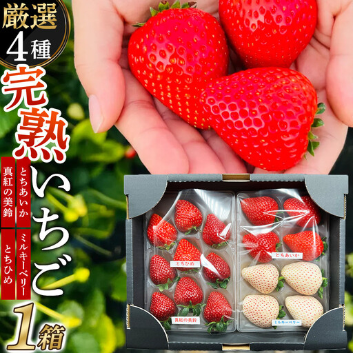 【先行予約受付】≪2027年1月発送≫【数量限定】黒箱 厳選4種の完熟いちご1箱セット ｜果物 いちご 朝取り 新鮮 ハート フルーツ デザート ストロベリー デザート スイーツ 苺 イチゴ 大田原市 栃木県