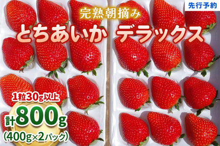 澳原いちご農園の完熟朝摘みとちあいか デラックス[1月中旬より順次出荷]|いちご 苺 フルーツ 果物 産地直送 [0509]