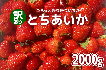 [訳あり] ごろっと盛り盛りいちご『とちあいか』2000g｜いちご 苺 フルーツ 果物 スイーツ 産地直送 [0539]