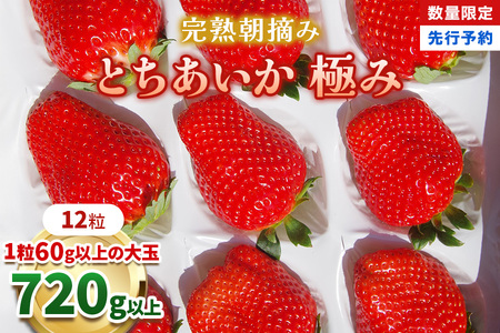 [数量限定] 完熟朝摘みとちあいか 極み 12粒[1月初旬〜2月初旬に順次発送]|いちご イチゴ 苺 フルーツ とちあいか 果物 産地直送 栃木県産 [0573]