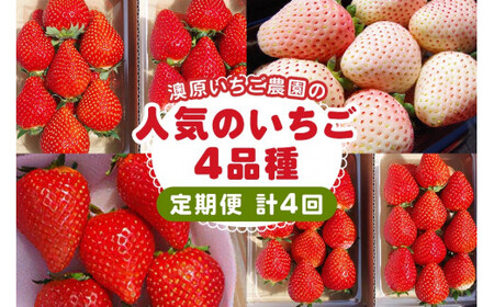 [定期便/4回] 澳原いちご農園人気のいちご4品種お届け定期便 (毎月1品種お届け 計4回)