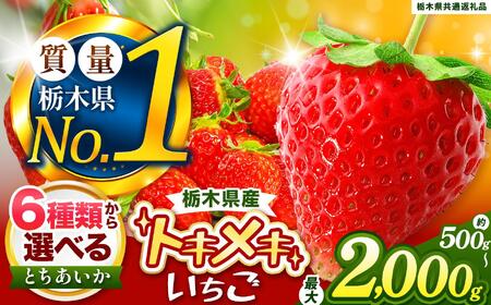 [定期便2回]とちあいか 3L以上ホール詰め | いちご とちあいか 大粒 新鮮 甘い 数量 限定 美味しい 果物 共通返礼品 フルーツ デザート 栃木県 送料無料