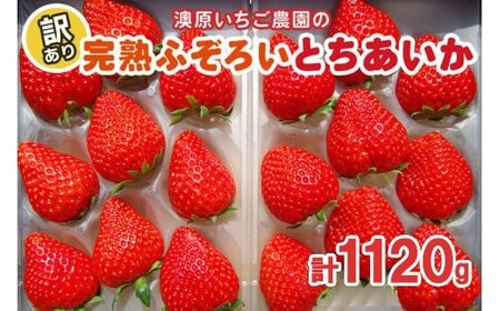 [1月〜4月発送]訳あり粒不揃い とちあいか | 1,120g (280g×4P) | いちご