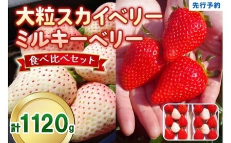 [12月中旬〜2月の期間で発送]スカイベリー ミルキーベリー 食べ比べセット | 計1,120g | いちご