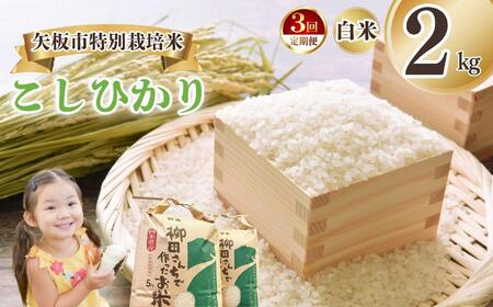 [定期便3回]矢板市特別栽培米 こしひかり 白米 2kg | お米 米 こめ 白米 玄米 にじのきらめき コシヒカリ こしひかり 美味しい お弁当 選べる エコ スマート 環境 手間暇 土づくり ふるさと 納税 栃木県 矢板市