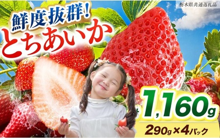 [���Ԍ���] �N�x���Q�Ƃ������� 290g×4P ��s�\��y�Ȗ،����ʕԗ�i�z�b�Ȗ،��Y ��s�Y �t���[�c �X�C�[�c �f�U�[�g �ʕ� �ʎ� �Y�n���� �Ȗ،� ��s