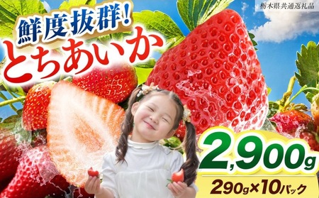 [���Ԍ���] �N�x���Q�Ƃ������� 290g×10P ��s�\��y�Ȗ،����ʕԗ�i�z�b�Ȗ،��Y ��s�Y �t���[�c �X�C�[�c �f�U�[�g �ʕ� �ʎ� �Y�n���� �Ȗ،� ��s