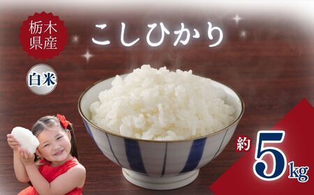 栃木県産こしひかり 5kg | お米