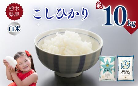 �Ȗ،��Y�����Ђ��� 10kg | ����