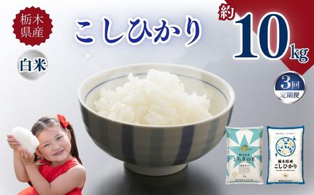 �y�����3��z�Ȗ،��Y�����Ђ��� 10kg | ����