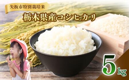 矢板市特別栽培米 こしひかり 白米 5kg | お米 米 こめ 白米 コシヒカリ こしひかり 美味しい お弁当 選べる ふるさと 納税 栃木県 矢板市
