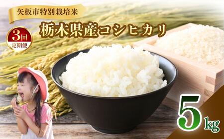 [定期便3回]矢板市特別栽培米 こしひかり 白米 5kg | お米 米 こめ 白米 コシヒカリ こしひかり 美味しい お弁当 選べる ふるさと 納税 栃木県 矢板市