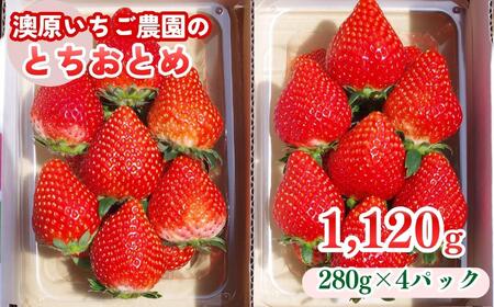 [12月中旬より順次出荷]|澳原いちご農園のとちおとめ | 280g×4p |いちご 苺 フルーツ 果物 とちおとめ ジューシー 甘い 美味しい 取り寄せ 贅沢 ご褒美 デザート ふるさと 納税 栃木県 矢板市