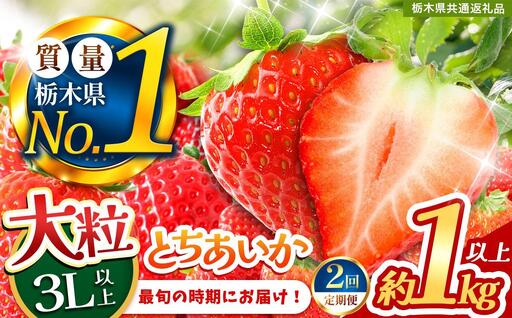 2027年 先行予約受付中![定期便2回]最旬とちあいか 1kg以上 | 栃木県共通返礼品 いちご 人気 デザート 栃木県 矢板市